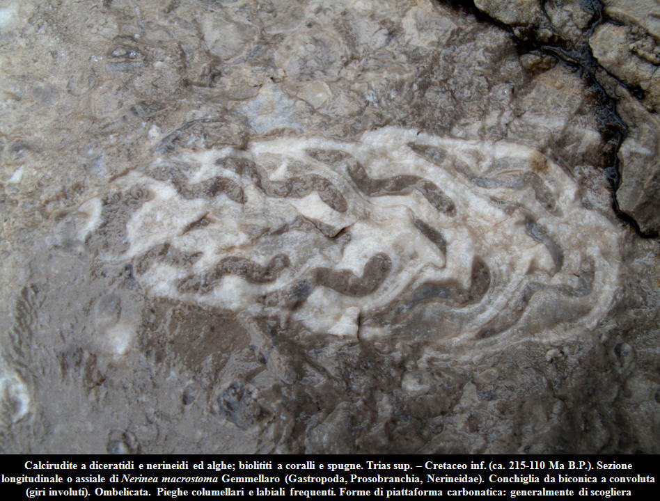 Minerale o fossile